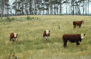 cows